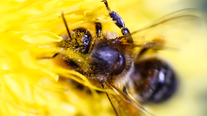Beemageddon: White House reveals national strategy to tackle honeybee decline