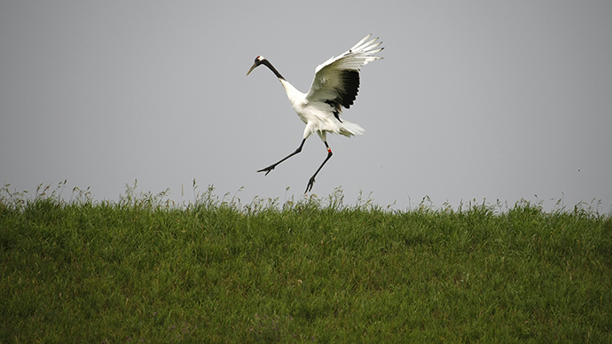 Crouching tiger, fearless crane: Bird beats two big cats in China zoo fight (VIDEO)