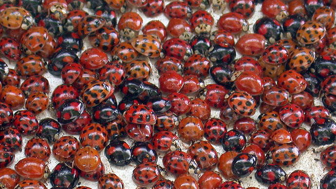 Students release 72k ladybugs in school for senior prank, face criminal charges