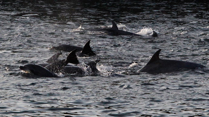 Japanese fishermen vow ‘to never stop’ dolphin hunting
