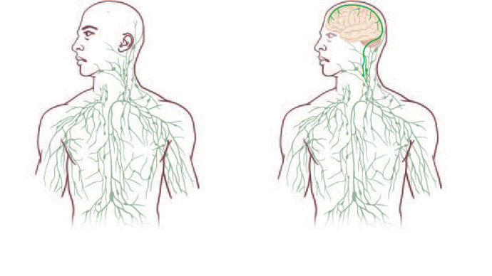 A Brain Link To Autism Scientists Find >> Scientists Find Link Between Brain Immune System To Fight A Brain Link To Autism Scientists Find >> Scientists Find Link Between Brain Immune System To Fight