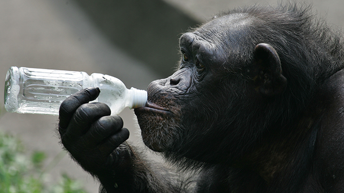 Jungle juice! Wild chimpanzees regularly drink alcohol, scientists find