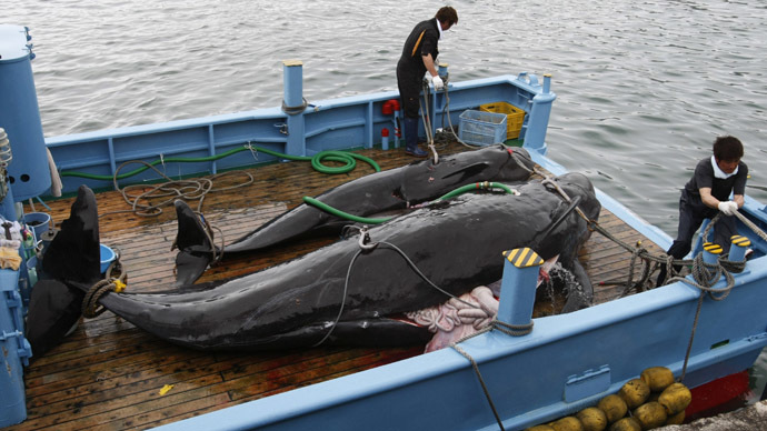 ​Japan to resume whale hunt in Antarctic this year