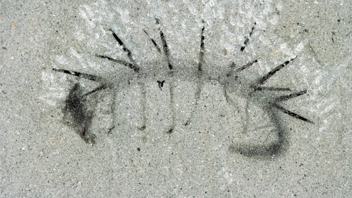 Hallucigenia, not hallucination: Scientists created 3D model of 500-mln-year-old worm