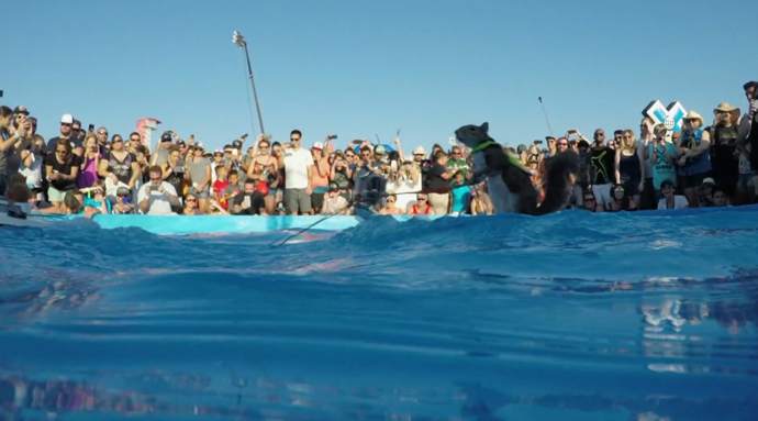 This is nuts! Water-skiing squirrel filmed with GoPro ...
