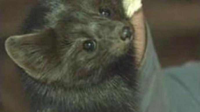 Russian fur fetches highest price for 12 years