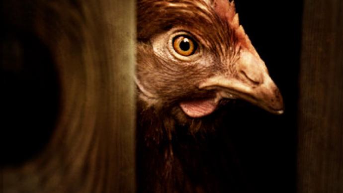 300,000 chicks slaughtered when farm ownership changes hands