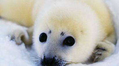​'Nail in coffin for Norwegian seal hunting': Govt cuts subsidies