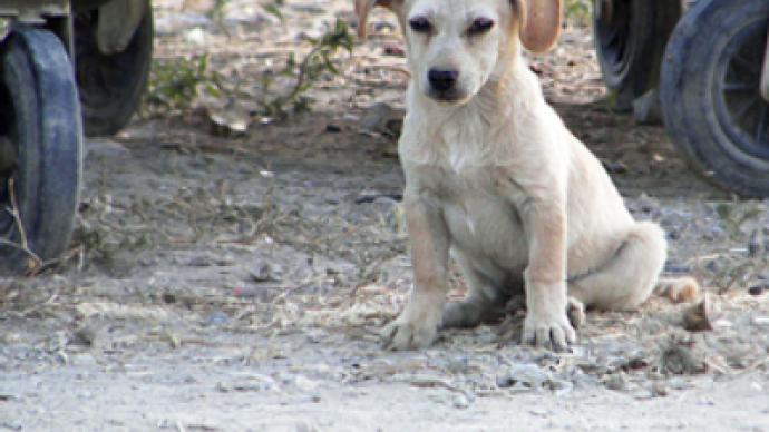 Brits dump pets in desperation