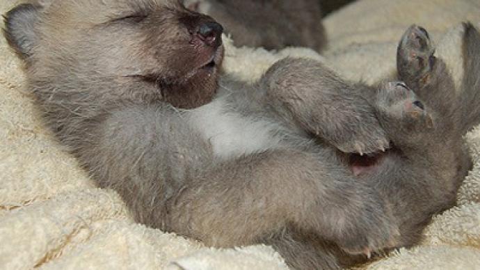 Cat saves orphaned wolf-cub
