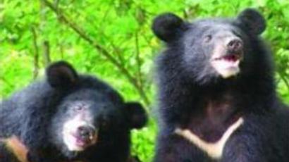 Florida considers hunting ban drop as bear maulings increase