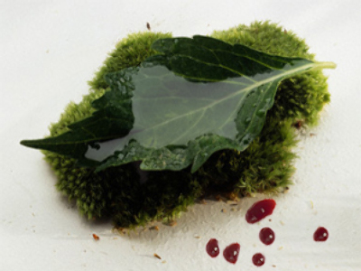 Eco-wars in the Moscow region