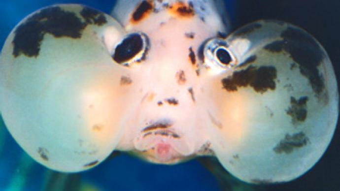 Thousands of exotic fish boiled alive in Sochi airport