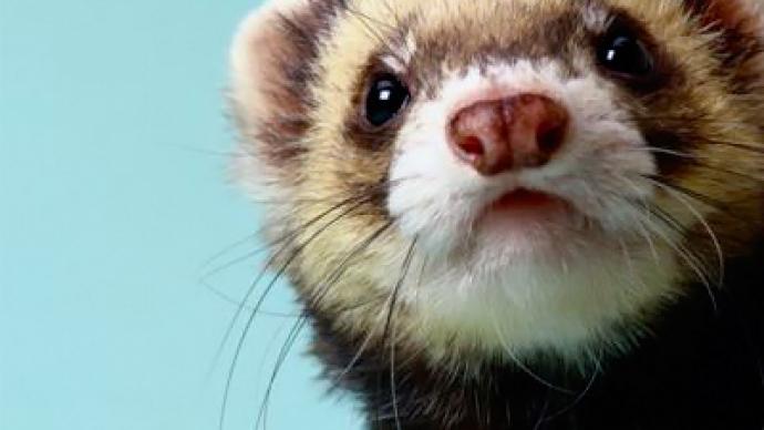 Depressed ferret escapes circus with ape and parrot in tow