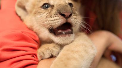 Russian angry birds: Crows 'attack' MPs cars with stones