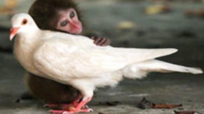 German army looks for alternative to animal testing