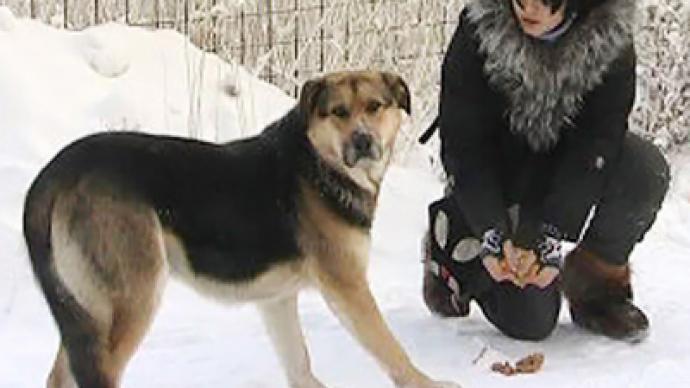 Yakutian Hachiko rejects human help