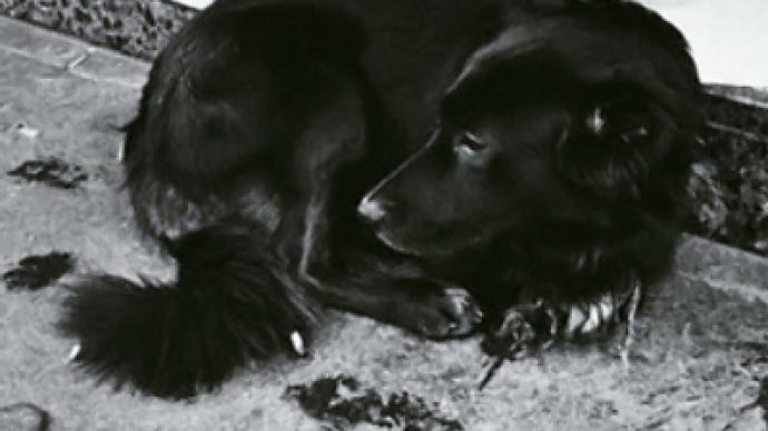 Activists react to the brutal shooting of homeless dogs