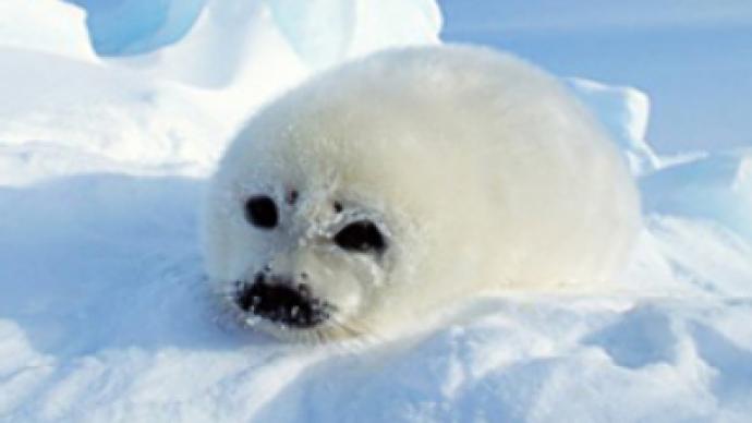 Licence to kill – Scottish seals on death row