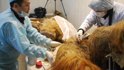Mammoth find: Preserved Ice Age giant found with flowing blood in Siberia