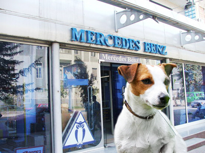 Jack Russell Terrier vs. Mercedes Benz Moscow