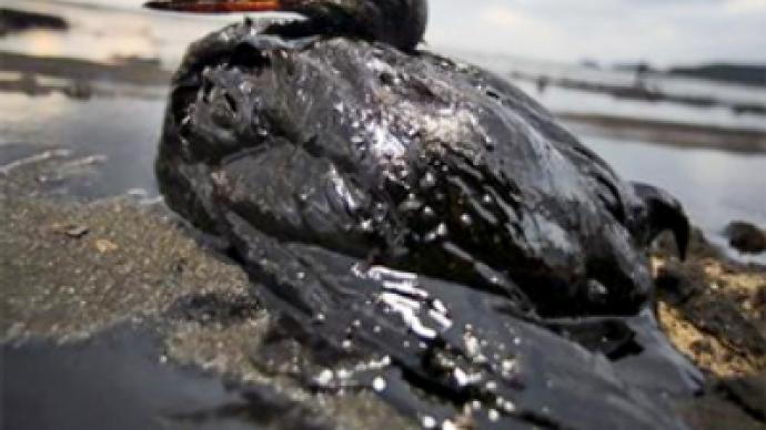 Oil slick kills hundreds of birds 