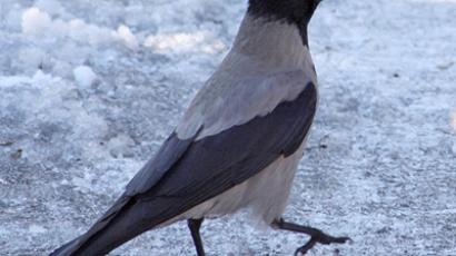 Russian angry birds: Crows 'attack' MPs cars with stones