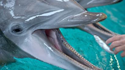 Russian angry birds: Crows 'attack' MPs cars with stones