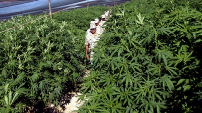 Up in smoke: Eurozone crisis pushes Spanish town to harvest pot