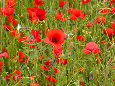 Remembrance charity ball sponsored by Lockheed, veterans and activists ...