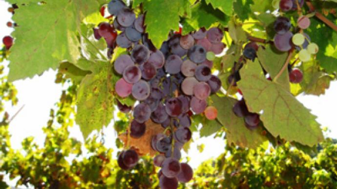 Syrians whine about Israeli wine