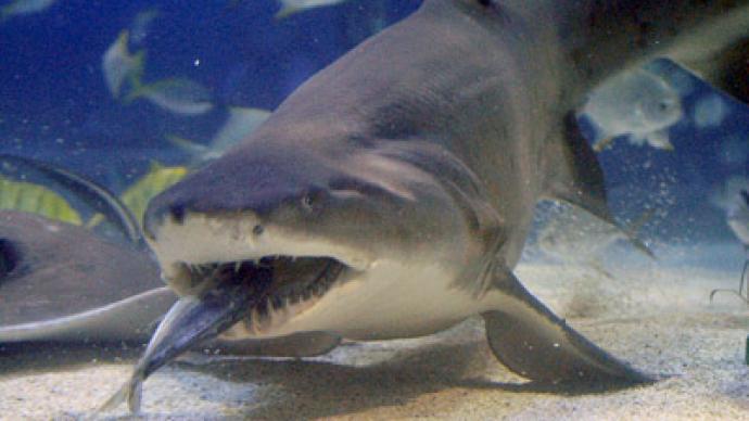 Hungry sharks cancel Russian surfing cup
