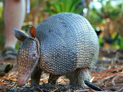 Shell shock: Shot meant for armadillo ricochets into mother-in-law — RT ...