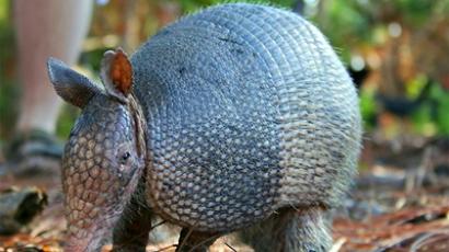 leprosy armadillo armadillos america shell mother disease usa spreading meant ricochets shock law shot rt