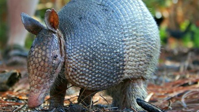 Armadillos may be spreading leprosy in America
