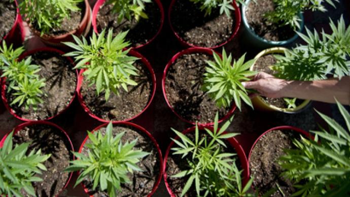 Obama administration considering ways to overturn marijuana legalization in Washington and Colorado