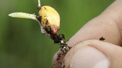 Seeds of doubt: Brazilian farmers sue Monsanto