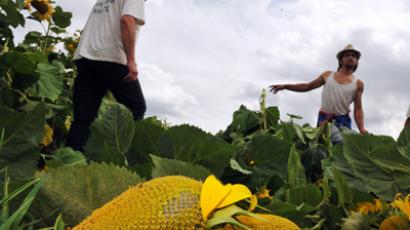 In facts & numbers: Absolute majority of Americans want GMO food to be labeled