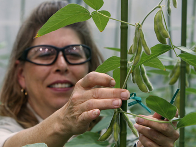 Congress sides with Monsanto over GMO battle
