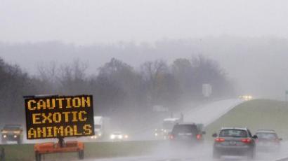I can haz wild kitty? Ohio Supreme Court asked to rule on bobcat ownership