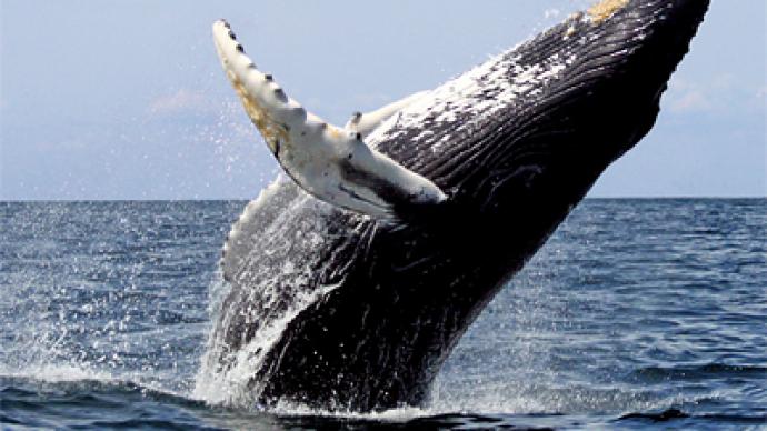 Scientists baffled by spontaneous whale