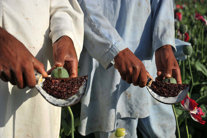 Afghan farmers collect raw opium as they work in their poppy field in Khogyani District of Nangarhar province on April 29, 2013. (AFP Photo)
