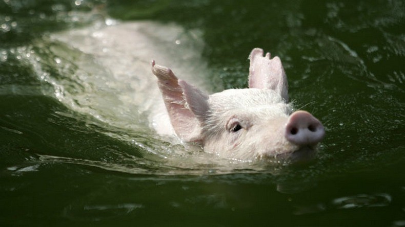Les chinois utilisent des «cochons volants» pour attirer les touristes