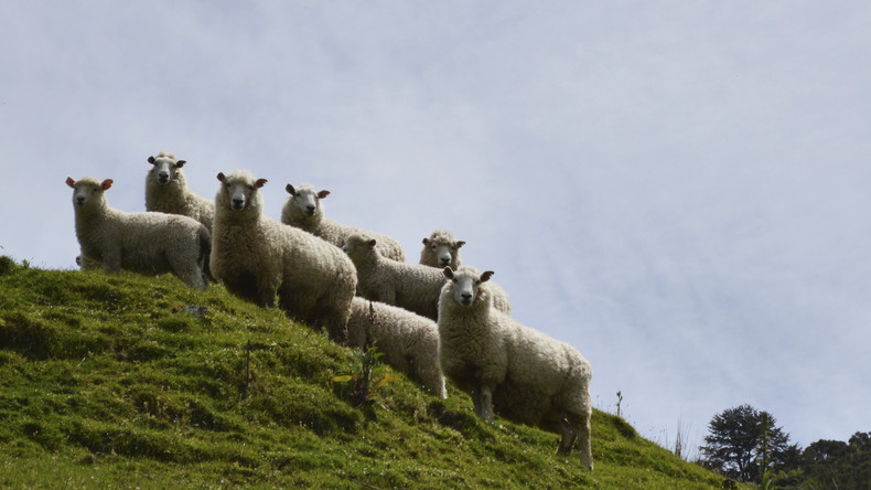 Les chemins de fer suisses embauchent 80 moutons pour tondre l’herbe près de voies