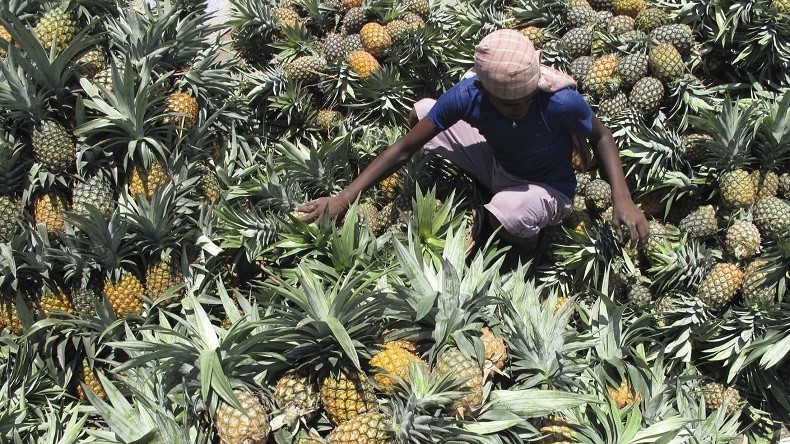 Espagne: les ananas étaient bourrés de cocaïne !
