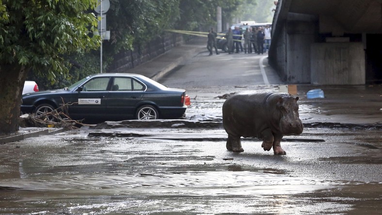 A Tbilissi, des inondations jettent dans les rues des animaux sauvages