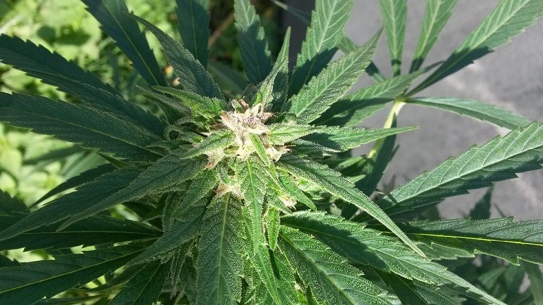 Le cannabis thérapeutique, un sujet toujours délicat en France