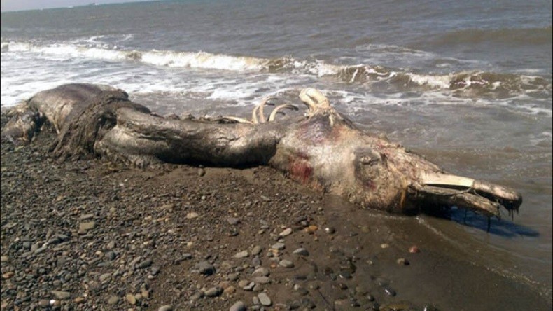 Mamouth, dauphin ou pélican ? Un très étrange animal échoué en extrême orient russe fait sensation