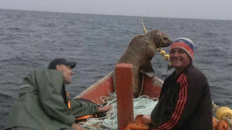 Un phoque grimpe à bord d'une barque, et navigue pendant huit heures avec les pêcheurs