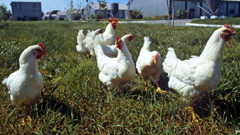 «Uberisation» de l’économie : même la location de poulets devient disponible aux Etats-Unis